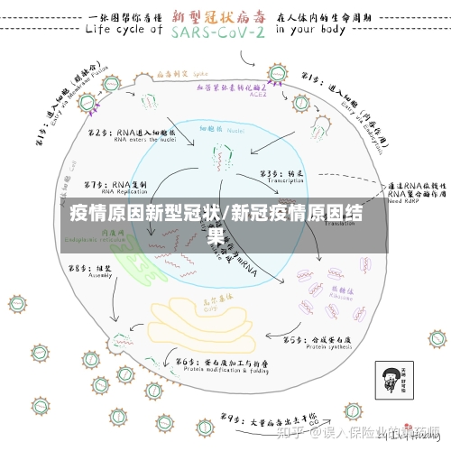 疫情原因新型冠状/新冠疫情原因结果